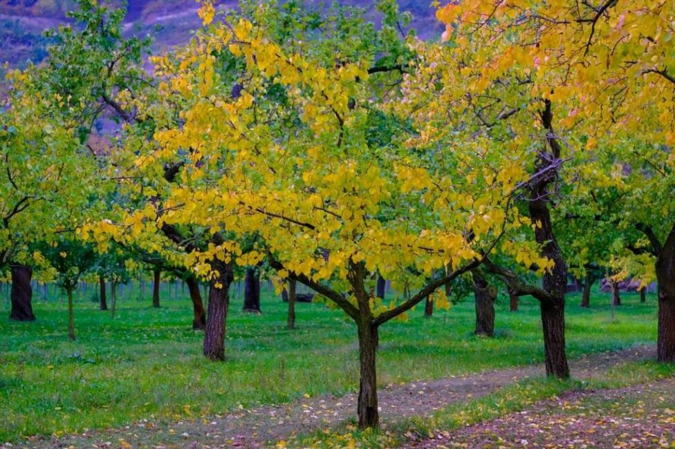 Jakie są środki ostrożności w przypadku przycinania drzew sąsiada które zacieniają działkę